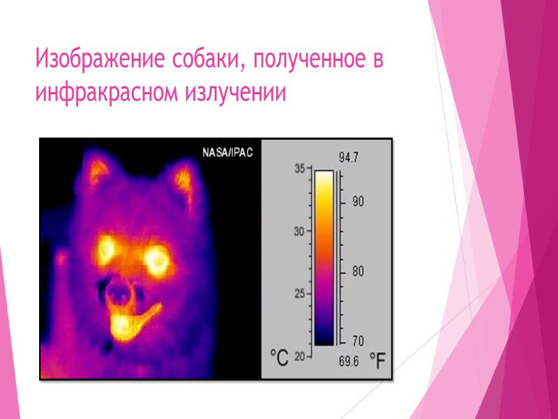 Изображение собаки, полученное в инфракрасном излучении